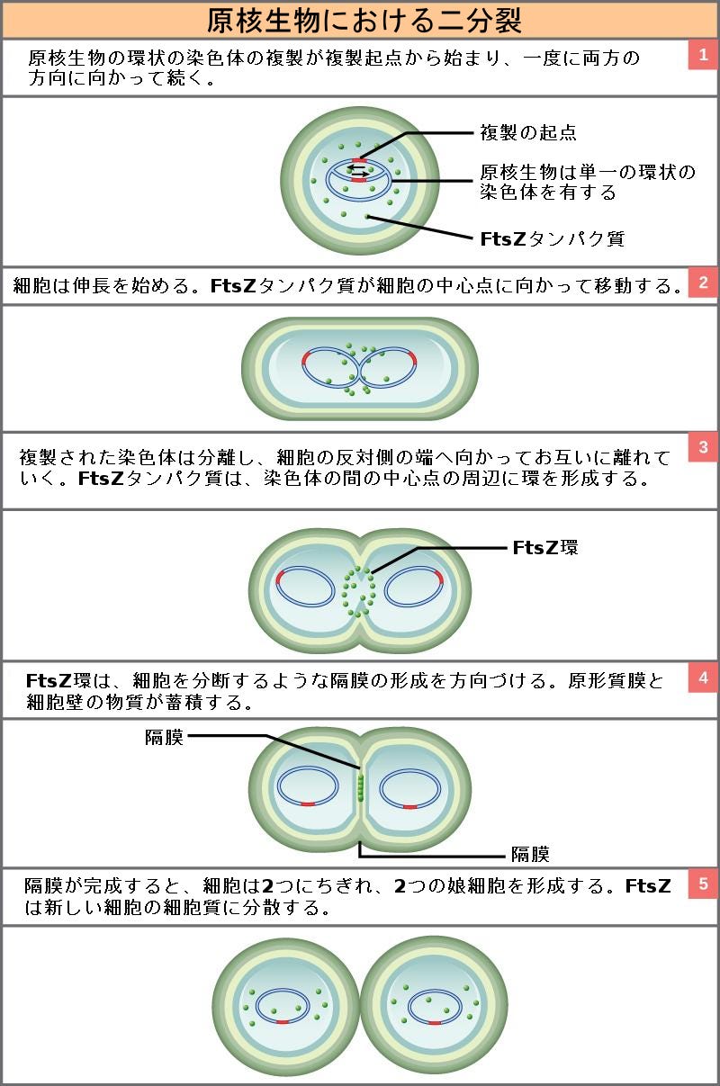 生物学 第2版 第10章 細胞増殖 Japanese Translation Of Biology 2e By Better Late Than Never Medium