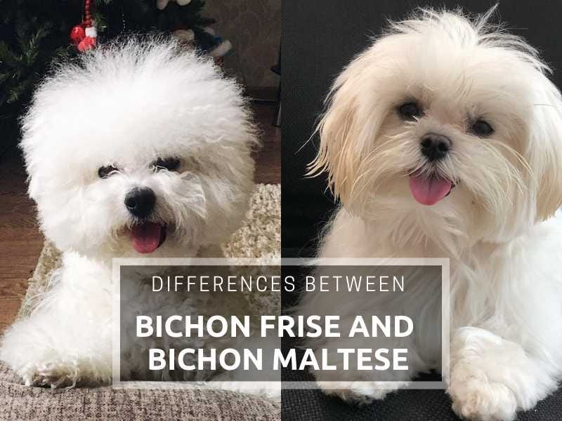 Differences Between Bichon Frise and Bichon Maltese