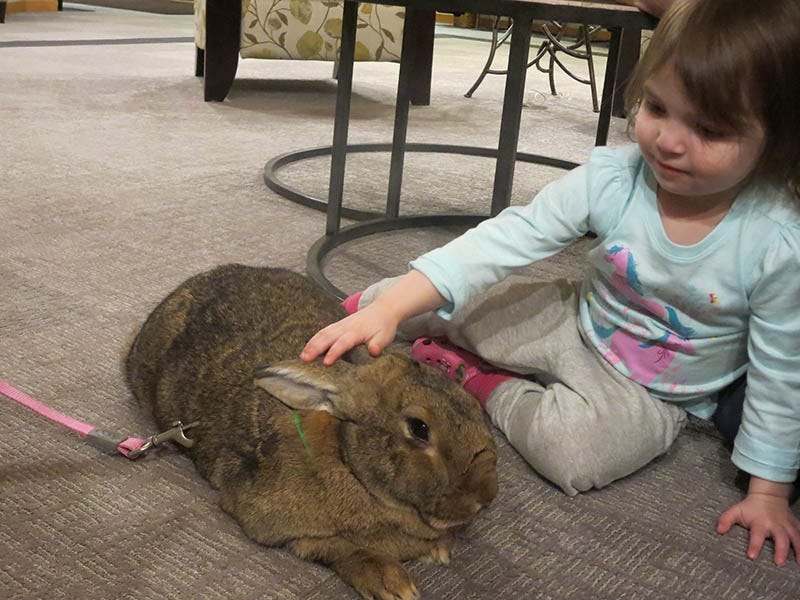 The Best Therapy Animals Animalespedia Medium