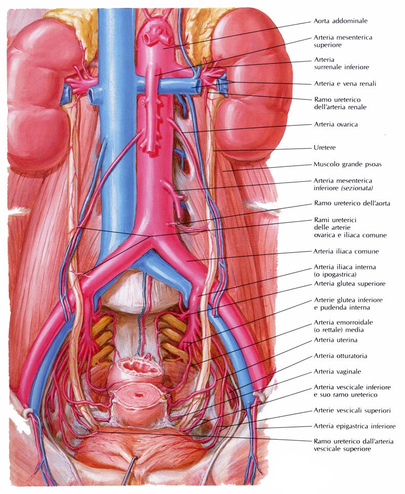 Gonalgia Idiopatica In Relazione Alla Ptosi Renale Dott