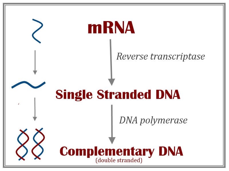 Complementary strand of rna image