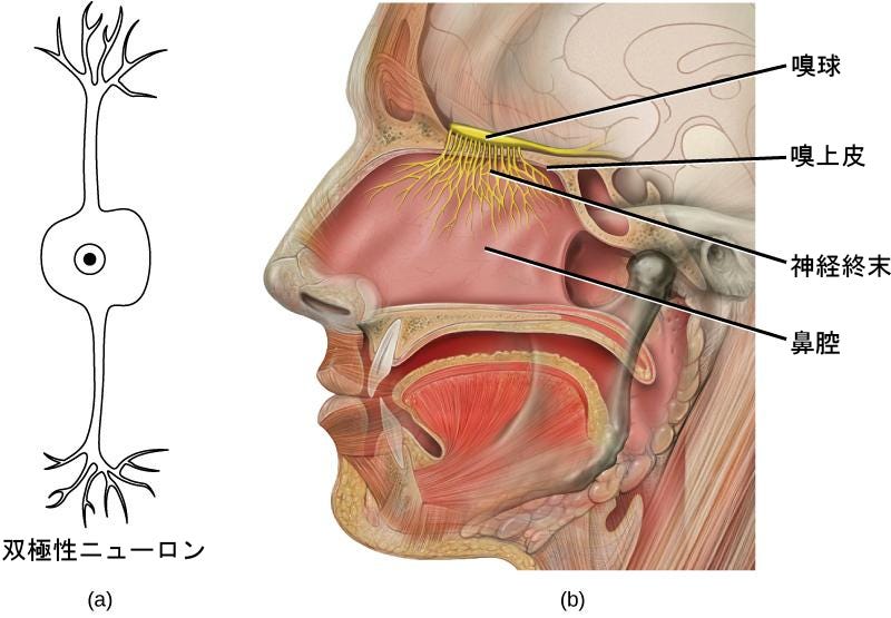 生物学 第2版 第36章 感覚系 Japanese Translation Of Biology 2e By Better Late Than Never Medium 生物学 第2版 第36章 感覚系 Japanese Translation Of Biology 2e By Better Late Than Never Medium