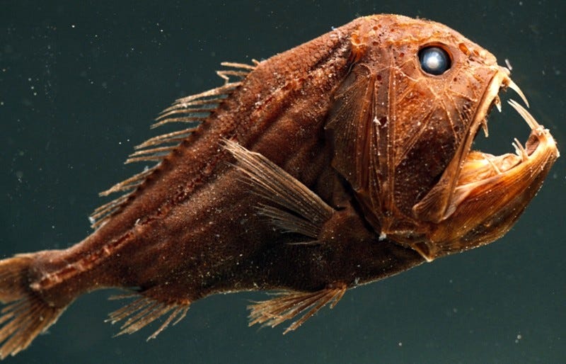 10 Rare And Weird Deep Ocean Fish By Rolif Refo Medium