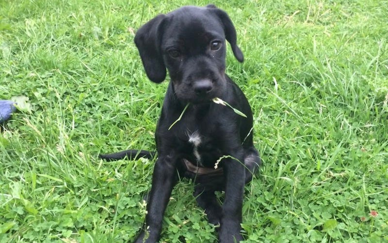 cocker x patterdale