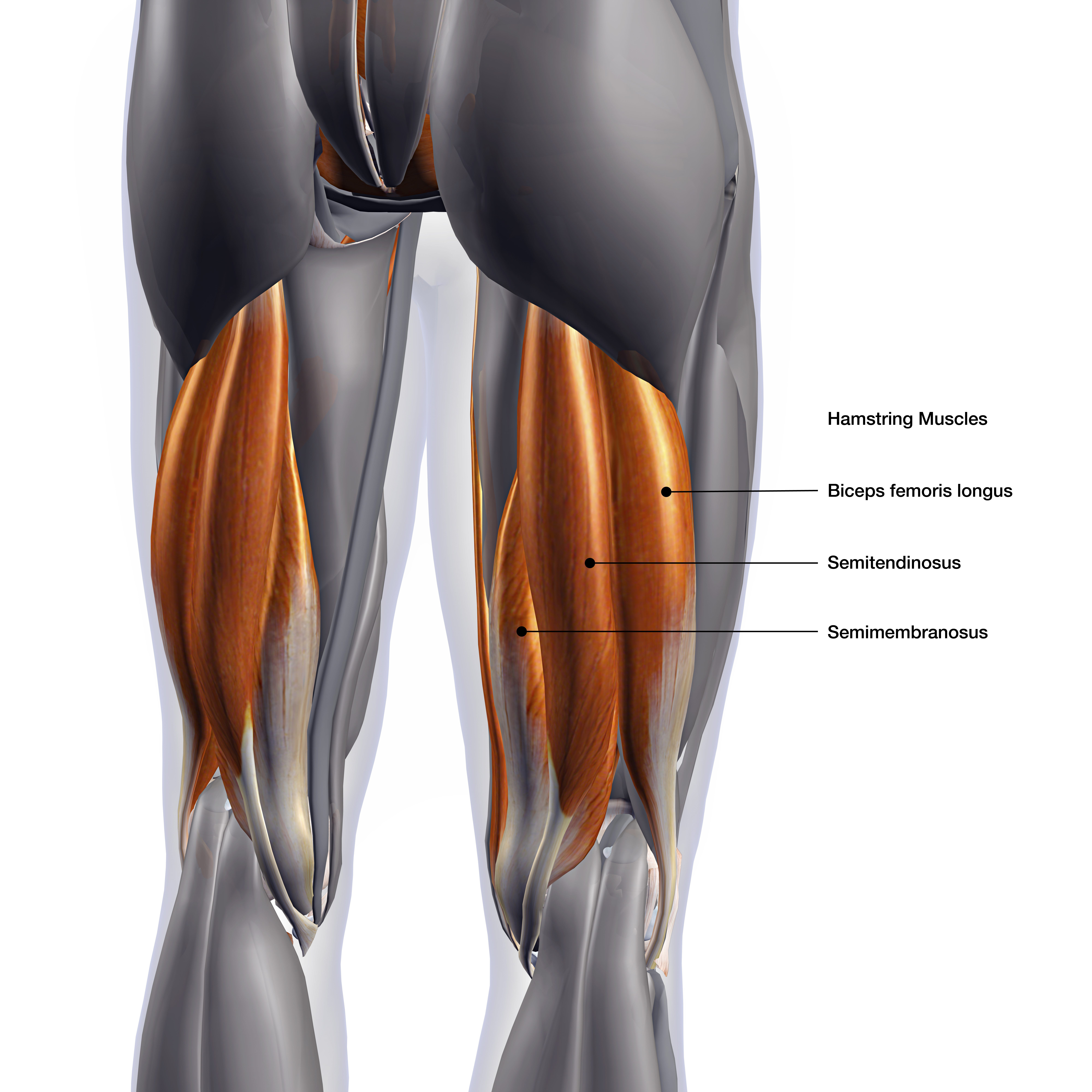The Best Way To Stretch Your Hamstrings By Joel Choi Atc Cscs Medium