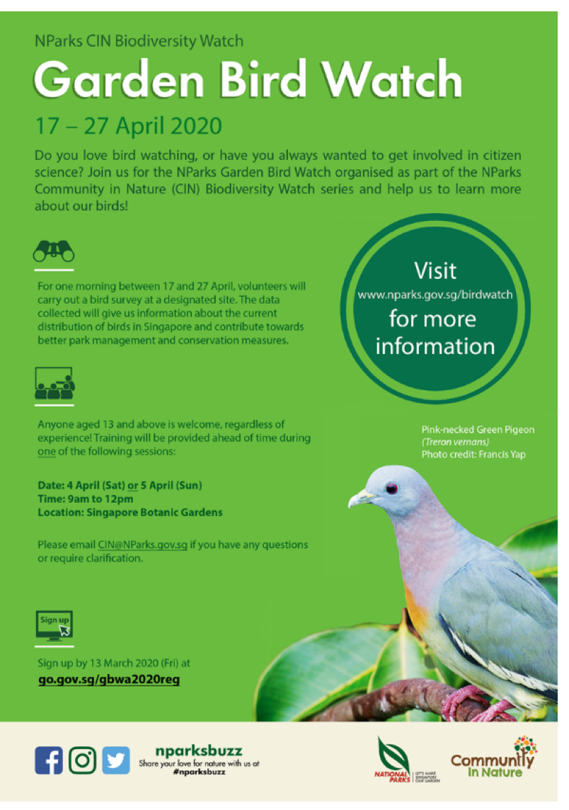 Introducing (some of) the Birds of Singapore Our Stories National