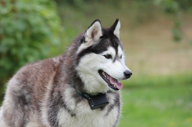 Pomsky. Viehättävä, typerä ja toivottava… | kirjoittanut Aasad Khan | Keskikokoinen