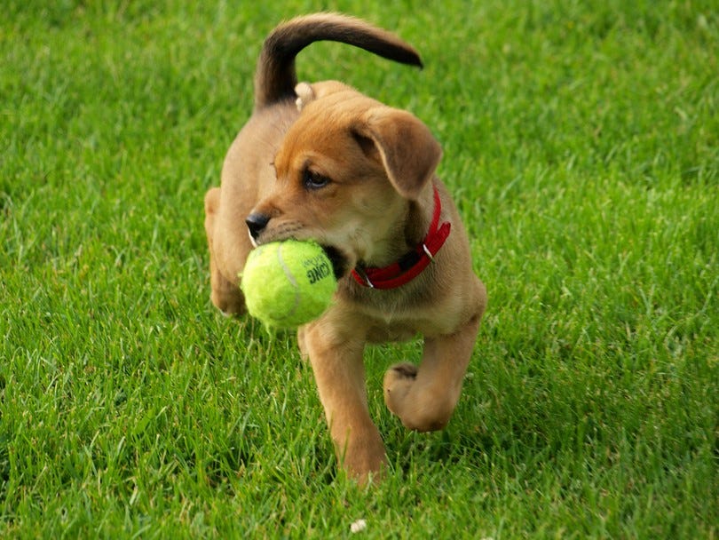 Adorable puppy with a tennis ball in its mouth that is half the size of its head.