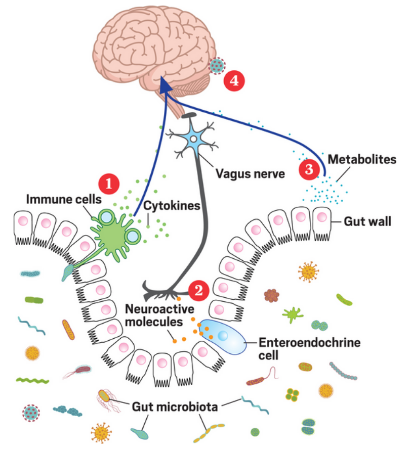 The Microbiome The Brain And Mental Health Experience Engineering Medium