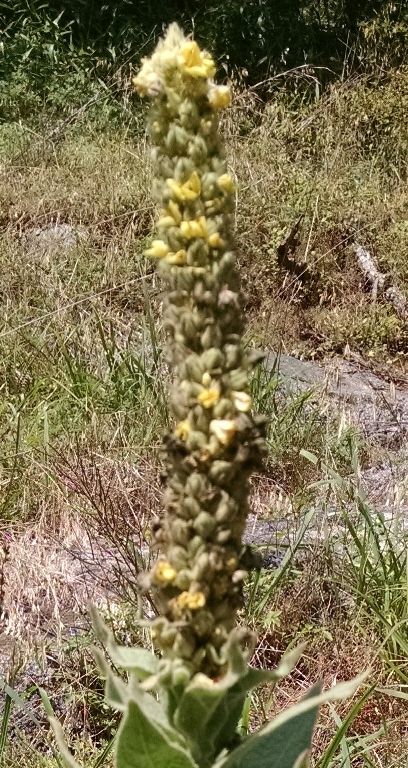 Common, Confusing, Mullein. I’ve seen this tall, blooming