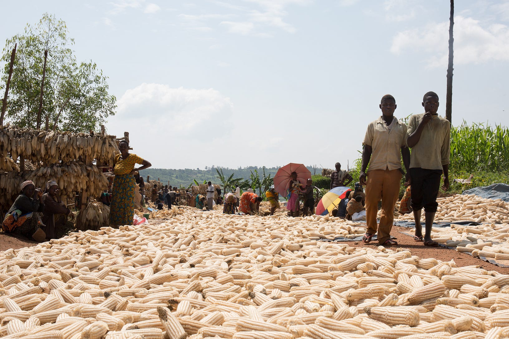Reduced food waste means increased for farmers in Rwanda