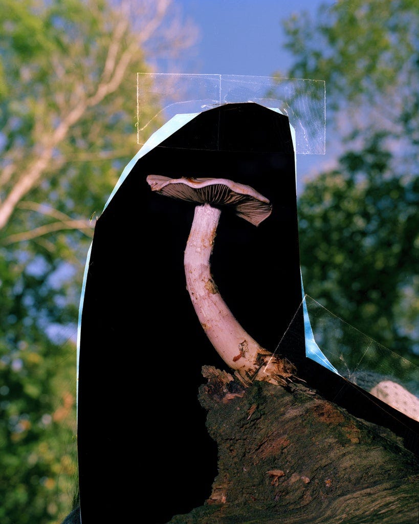 Why You’re Suddenly Seeing Mushrooms Everywhere | by Refinery29 UK