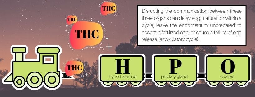 Thc And Ovulation What You Should Know By J Brandon Lowry The No Bs Guide To Medical Cannabis Medium