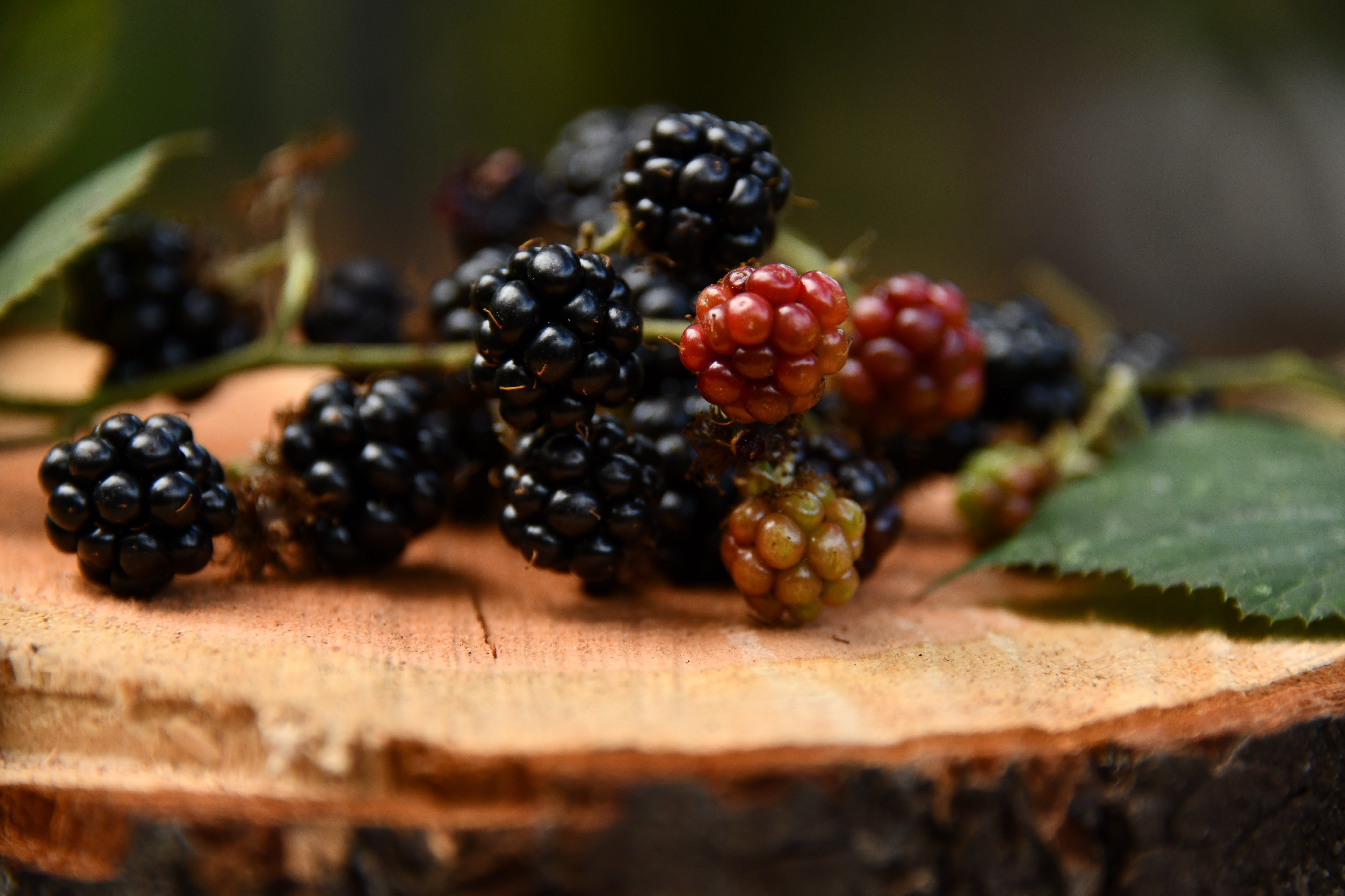 Picking Blackberries An Autumn Poem By Thewriteyard Illumination Medium
