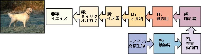 次 の うち イヌ 科 の 動物 は どれ Article 次 の うち イヌ 科 の 動物 は どれ Article