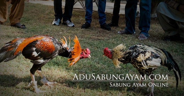 Ciri Ayam Wiring Galih Menurut Kitab Primbon Kanuragan