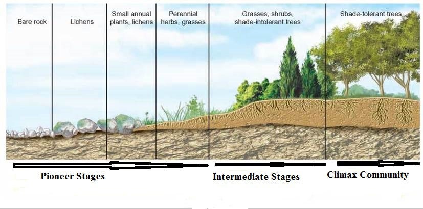 Ecology - Ramneet Kaur - Medium