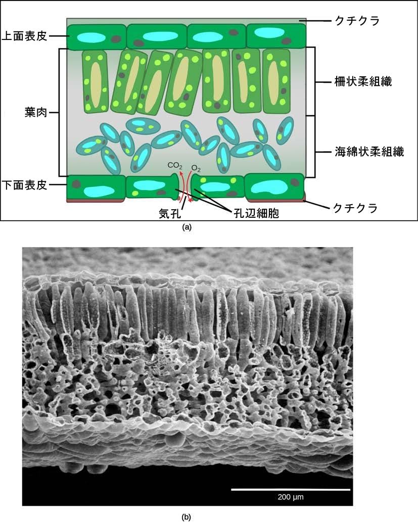生物学 第2版 — 第30章 植物の形態と生理学 —30 | 植物の形態と生理学30.1 | 植物体30.2 | 茎30.3 | 根30.4 | 葉30.5 | 植物における水と溶質の輸送30.6 | 植物の感覚システムと反応