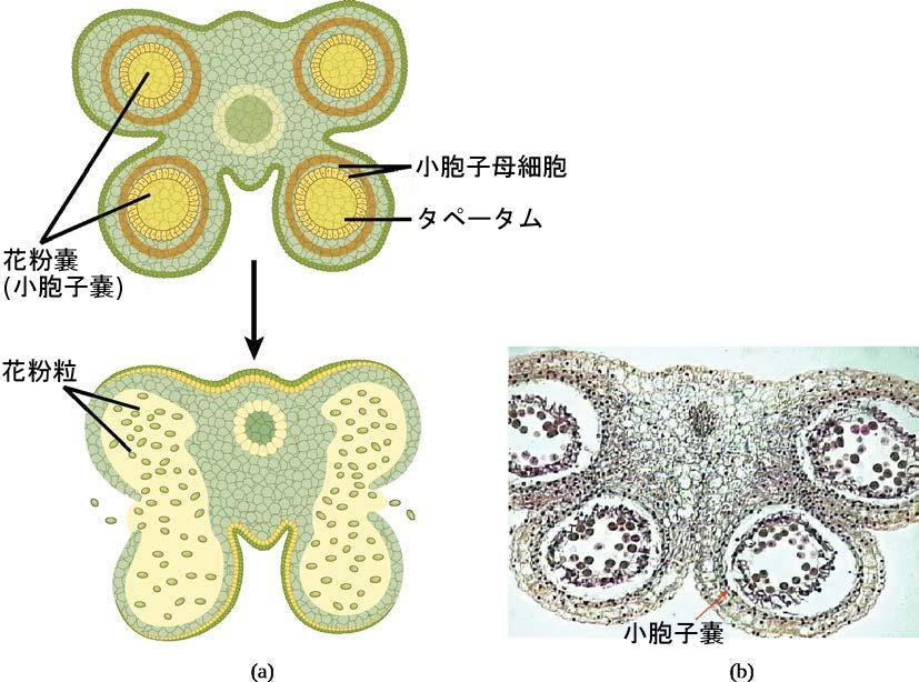 生物学 第2版 第32章 植物の生殖 Japanese Translation Of Biology 2e By Better Late Than Never Medium