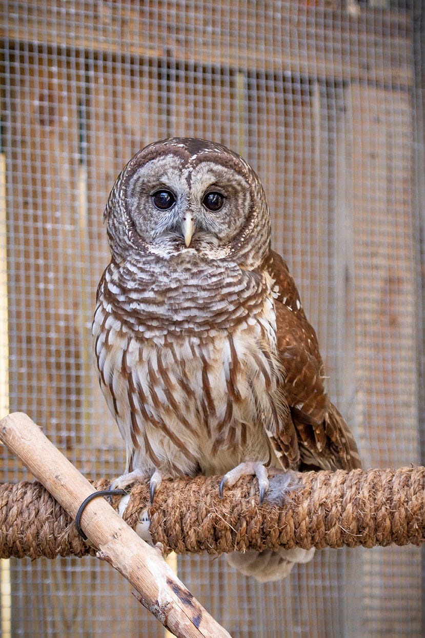 all about birds barred owl