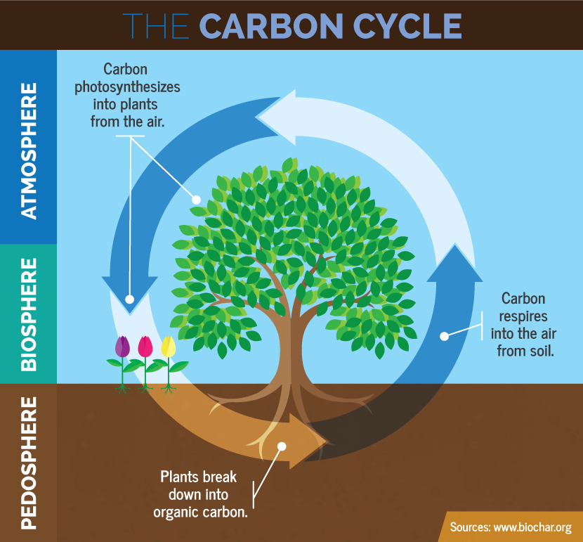 Keep Forests As Forests The Importance Of Forests As Carbon