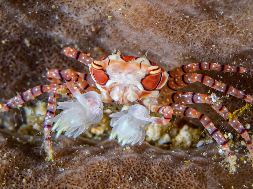 Boxer Crabs Use Sea Anemones Like Pom Poms Jack S December Underwater Photograph By Sevenseas Media Medium Boxer Crabs Use Sea Anemones Like Pom Poms Jack S December Underwater Photograph By Sevenseas Media Medium