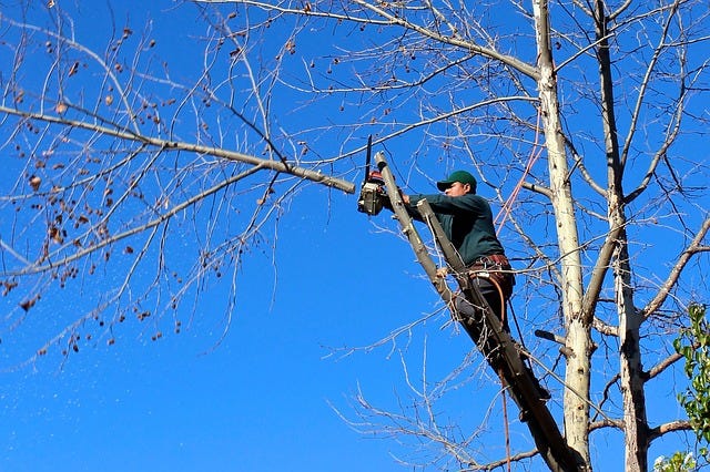 Tree Cutting Services Chilliwack