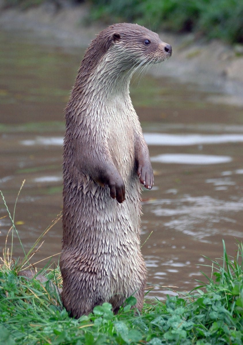 Loutre. 10 Bonne raisons d’adopter une loutre… by geo safe Medium