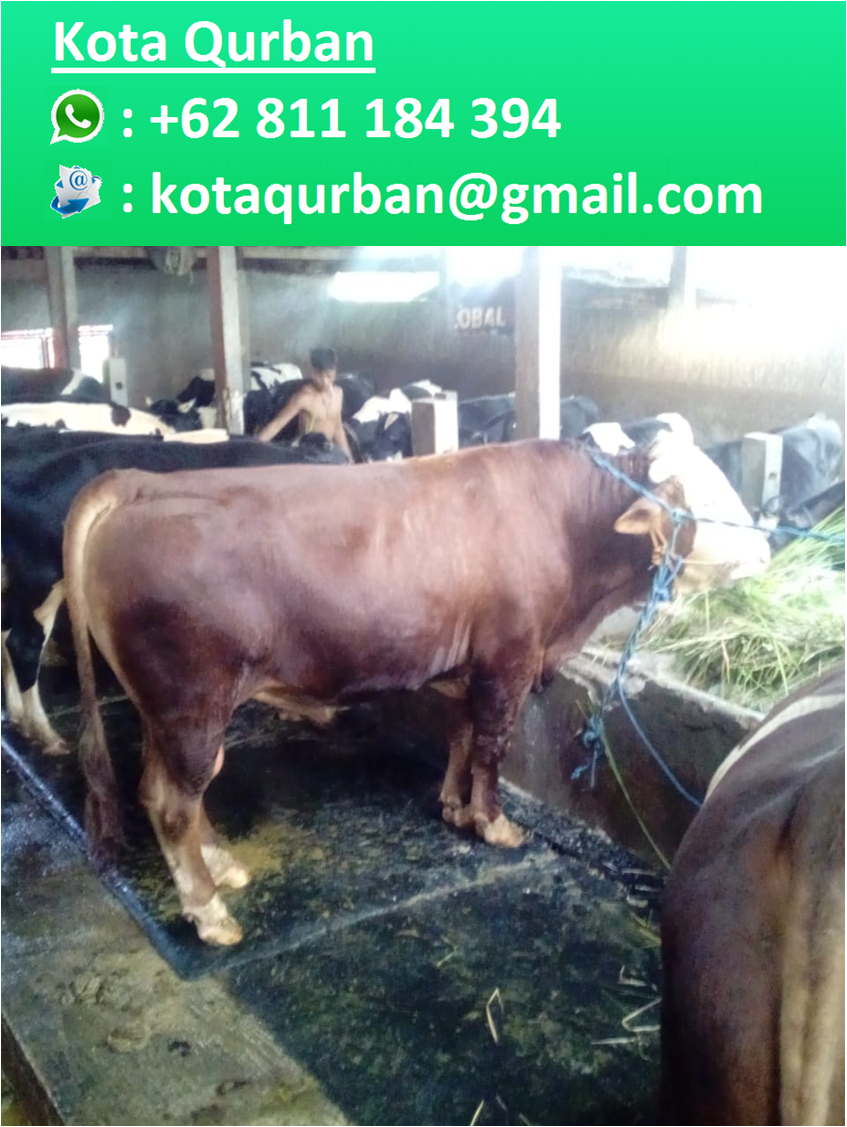 Harga Sapi Siap Qurban 2019 Di Bogor Kota Qurban Wa 0811 184 394
