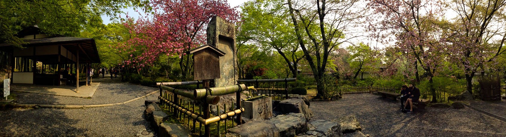 cherry blossoms kyoto