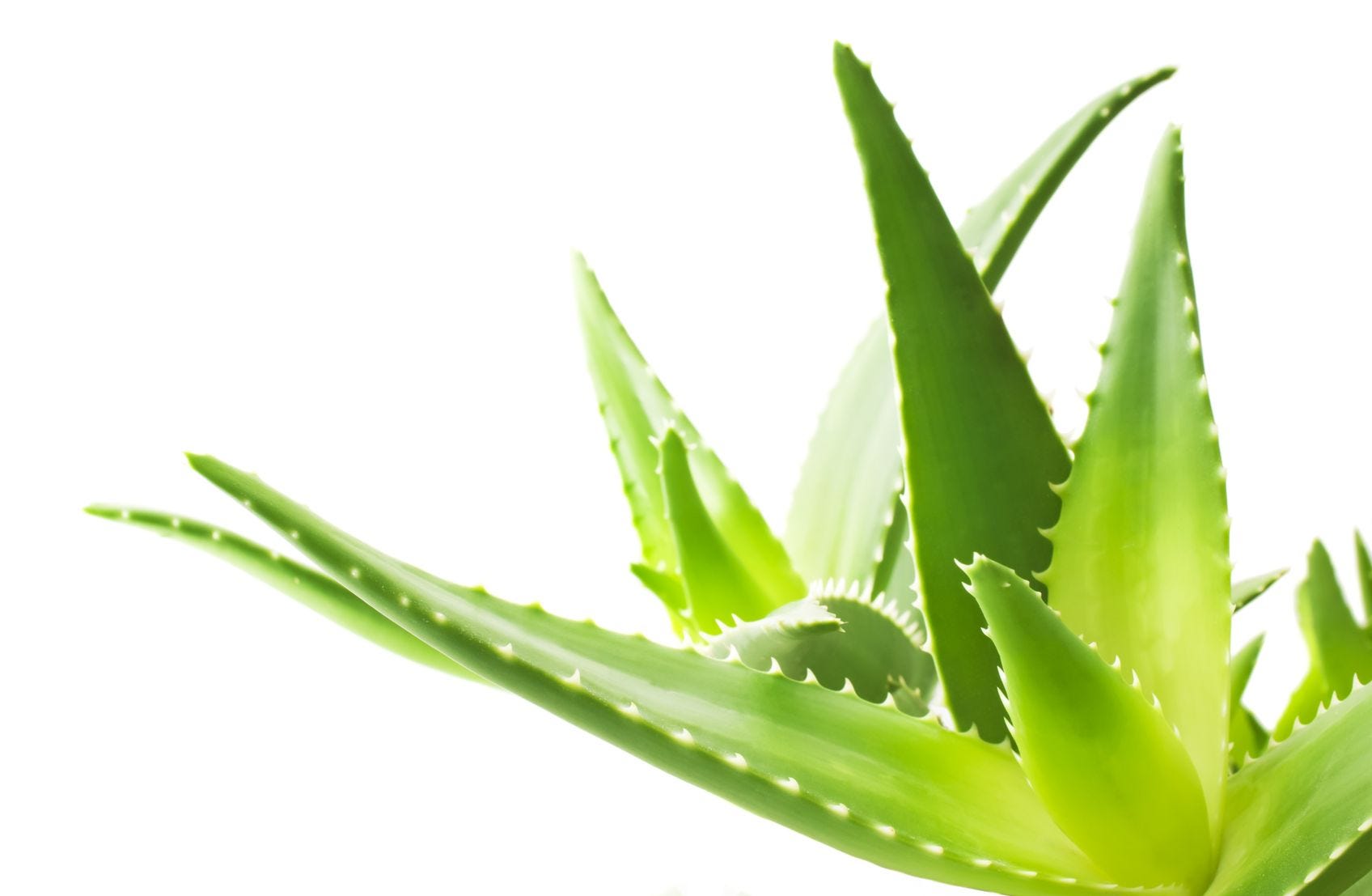 Herbs for Glowing Skin - Aloe Vera
