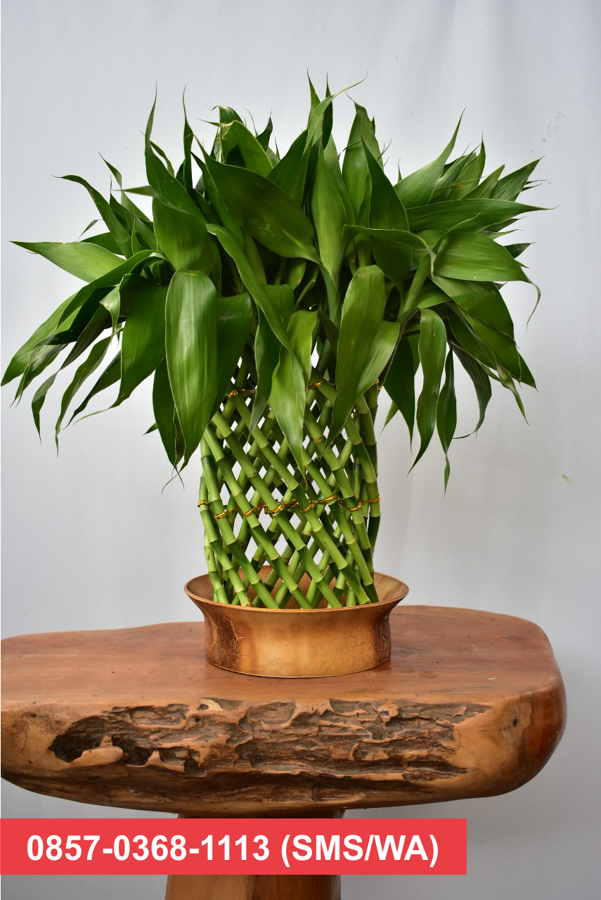 25 Cara Membuat Bonsai Bambu Hoki  Terbaru Cahunit com