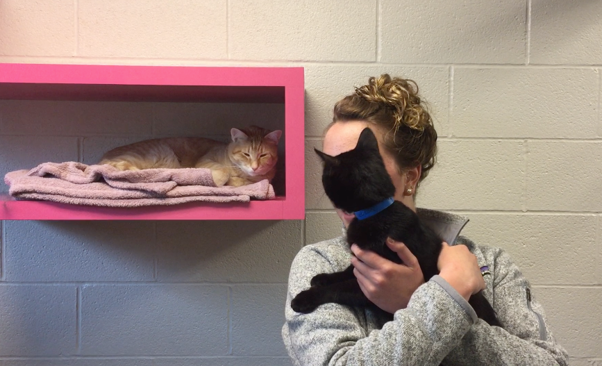 Why Does One Of A Kind Pet Rescue Stand Out From Other Animal Rescues And Shelters By Cassie Sager Medium Why Does One Of A Kind Pet Rescue Stand Out From Other Animal Rescues And Shelters By Cassie Sager Medium