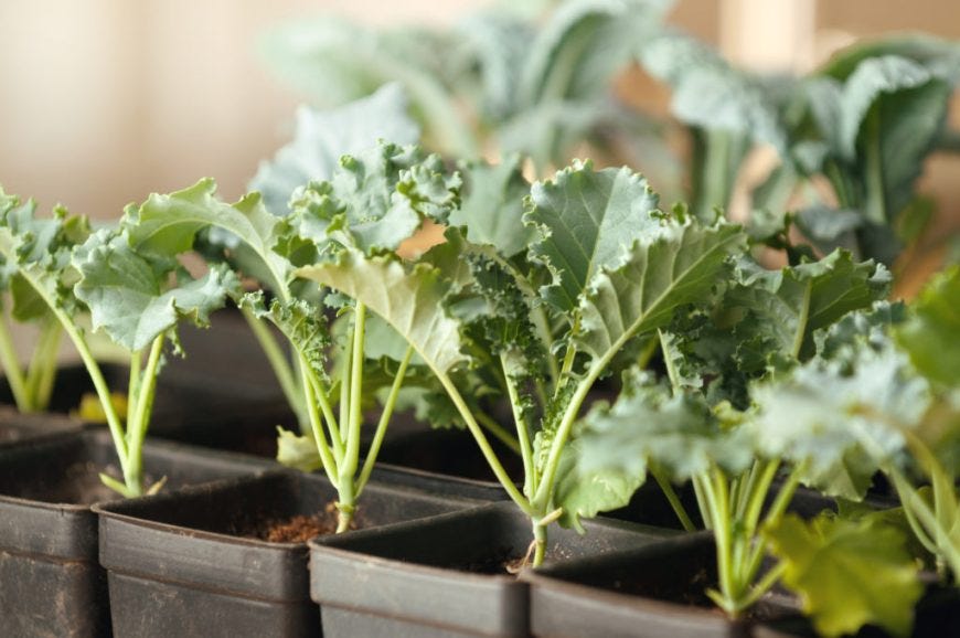 How To Grow Kale The Complete Guide To Growing Kale + 5 Harvest Tips
