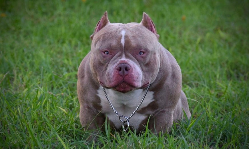 louis v american bully