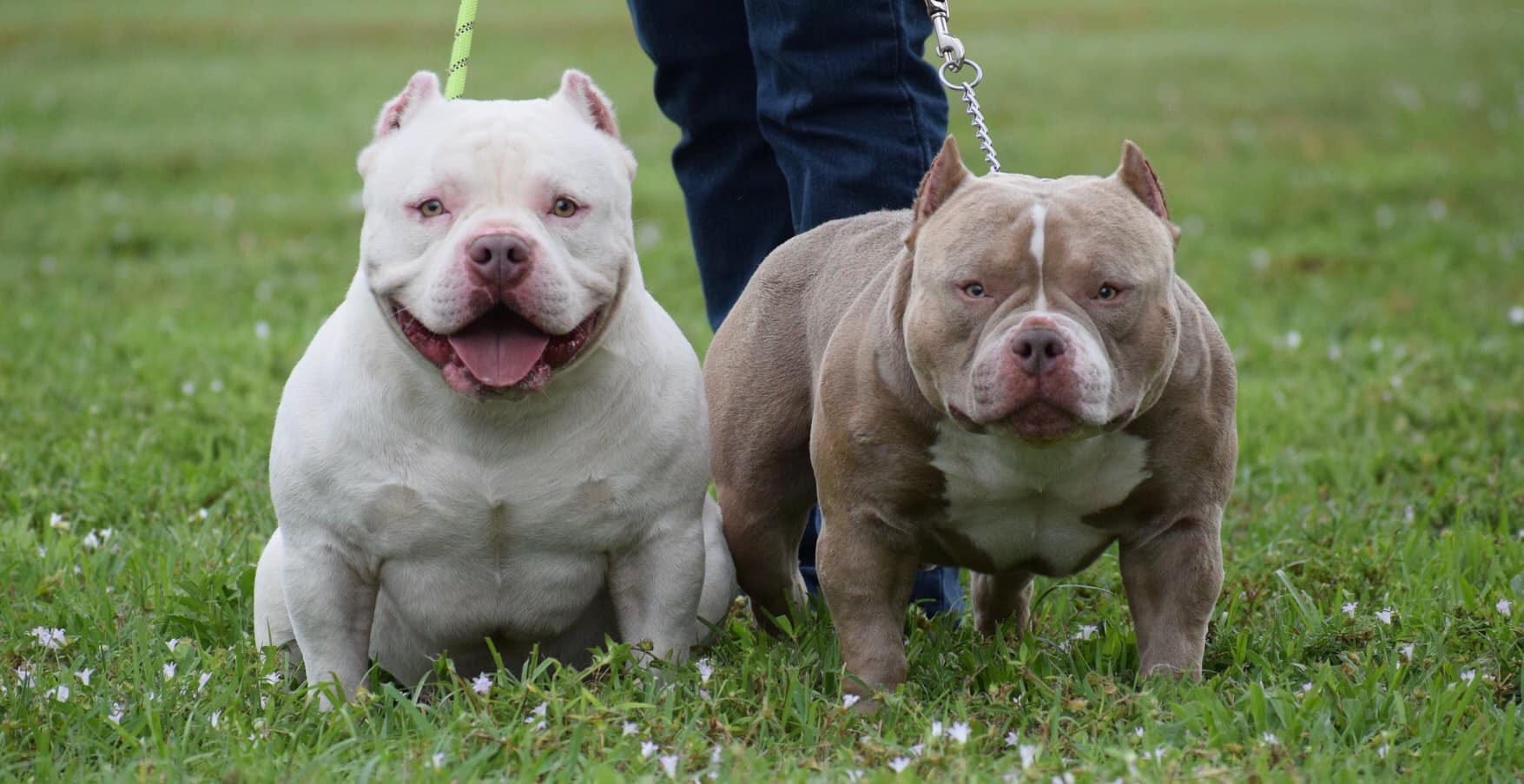 pocket bully kennels near me