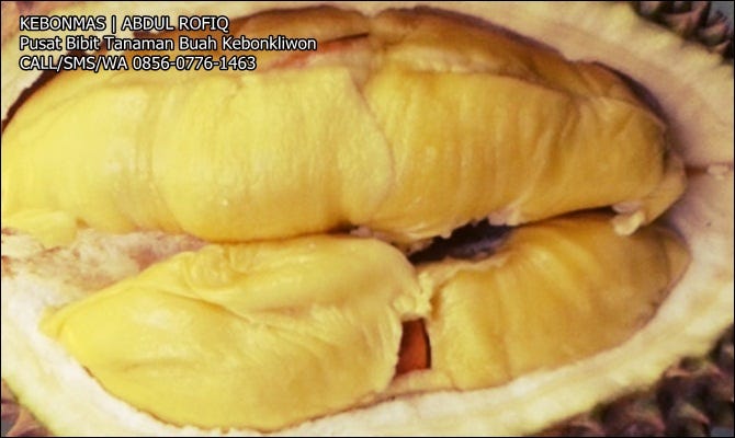 Mengenal Durian Montong Durian Montong Dikenal Karena Rasanya By Pecinta Tanaman Medium