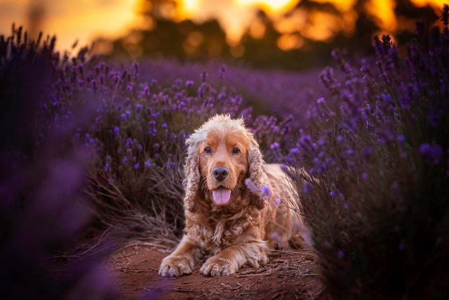 Just 25 Photos of Dogs Frolicking in Lavender Fields | by Jack Shepherd ...