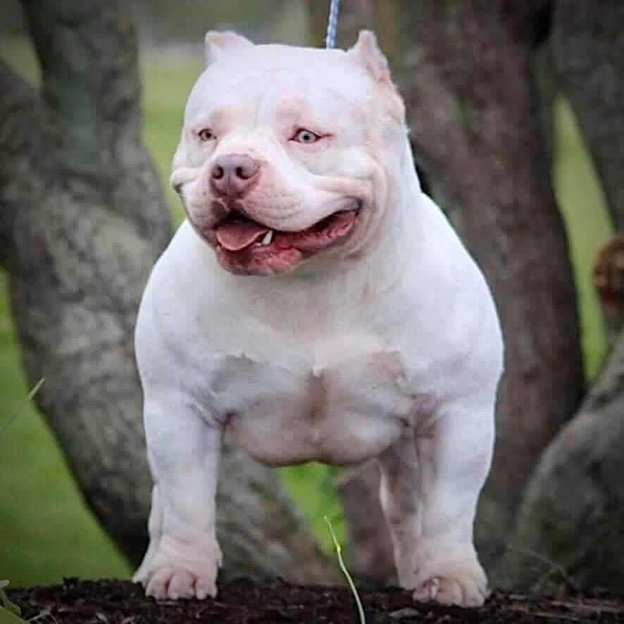 THE FLASHY TRI COLOR AMERICAN BULLY PUPPIES OF VENOMLINE | by BULLY ...