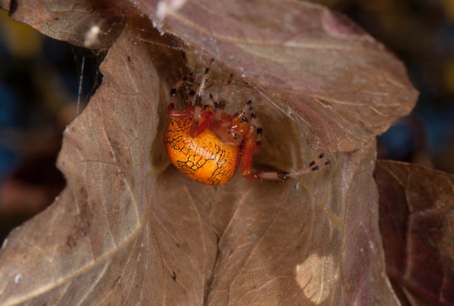 Pin By Jeni Bylsma On Spiders Huntsman Spider Pet Spider Arachnids