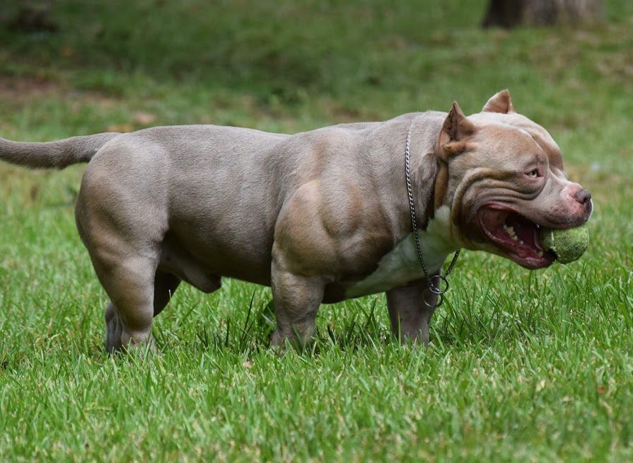 my american bully is aggressive