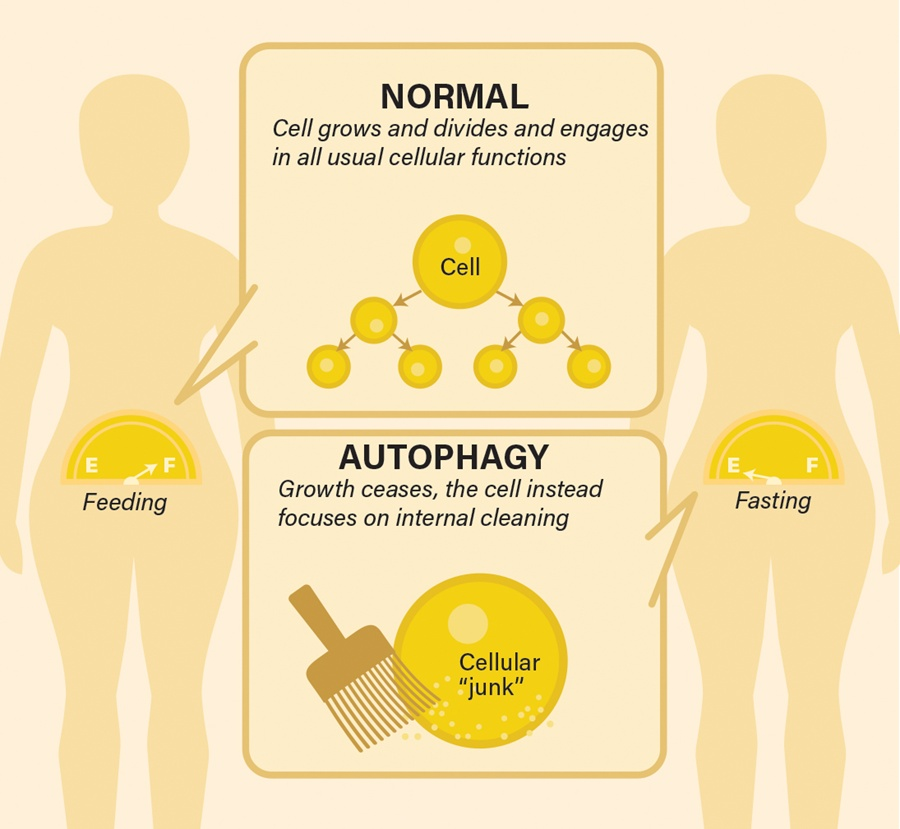 Autophagy and how it works