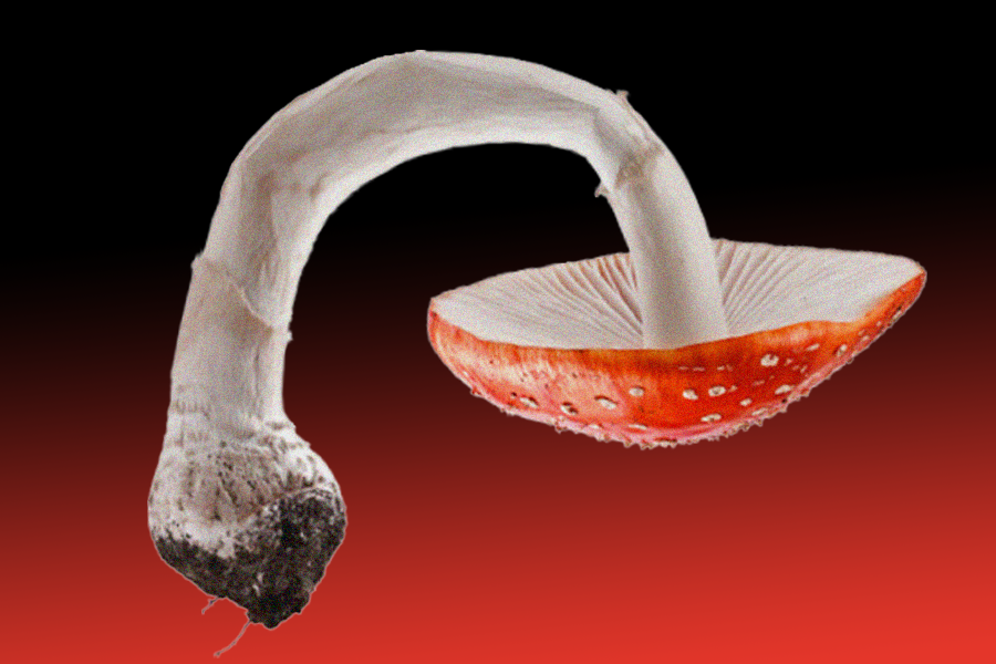 A Mushroom Cock Can Be, Um, Hard to Keep Hard by Tracy Moore MEL Magazine Medium