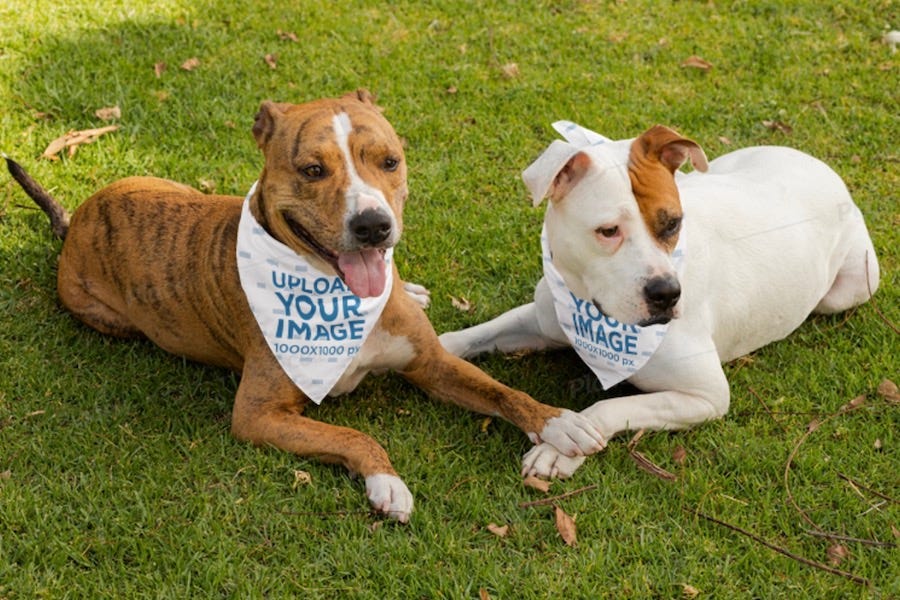 Download View Pet Bandana Mockup Free Pictures Yellowimages - Free ...