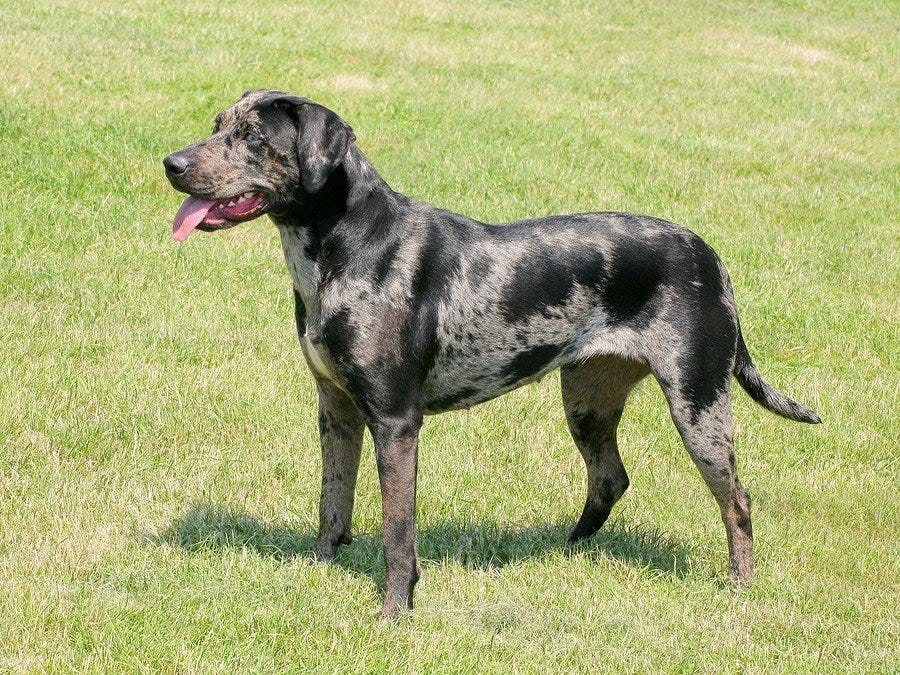 blue merle hound