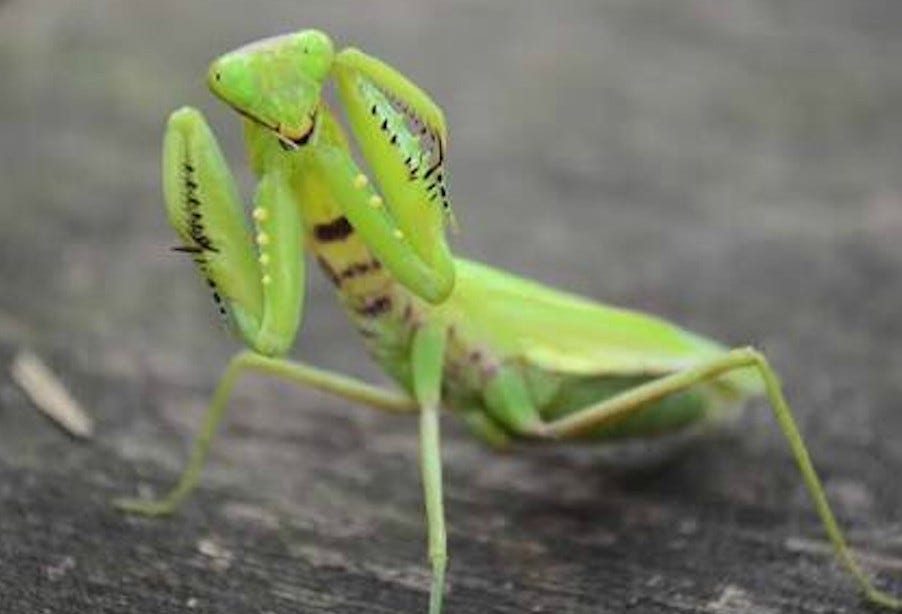Praying Mantis Facts Interesting Facts about Praying Mantis by