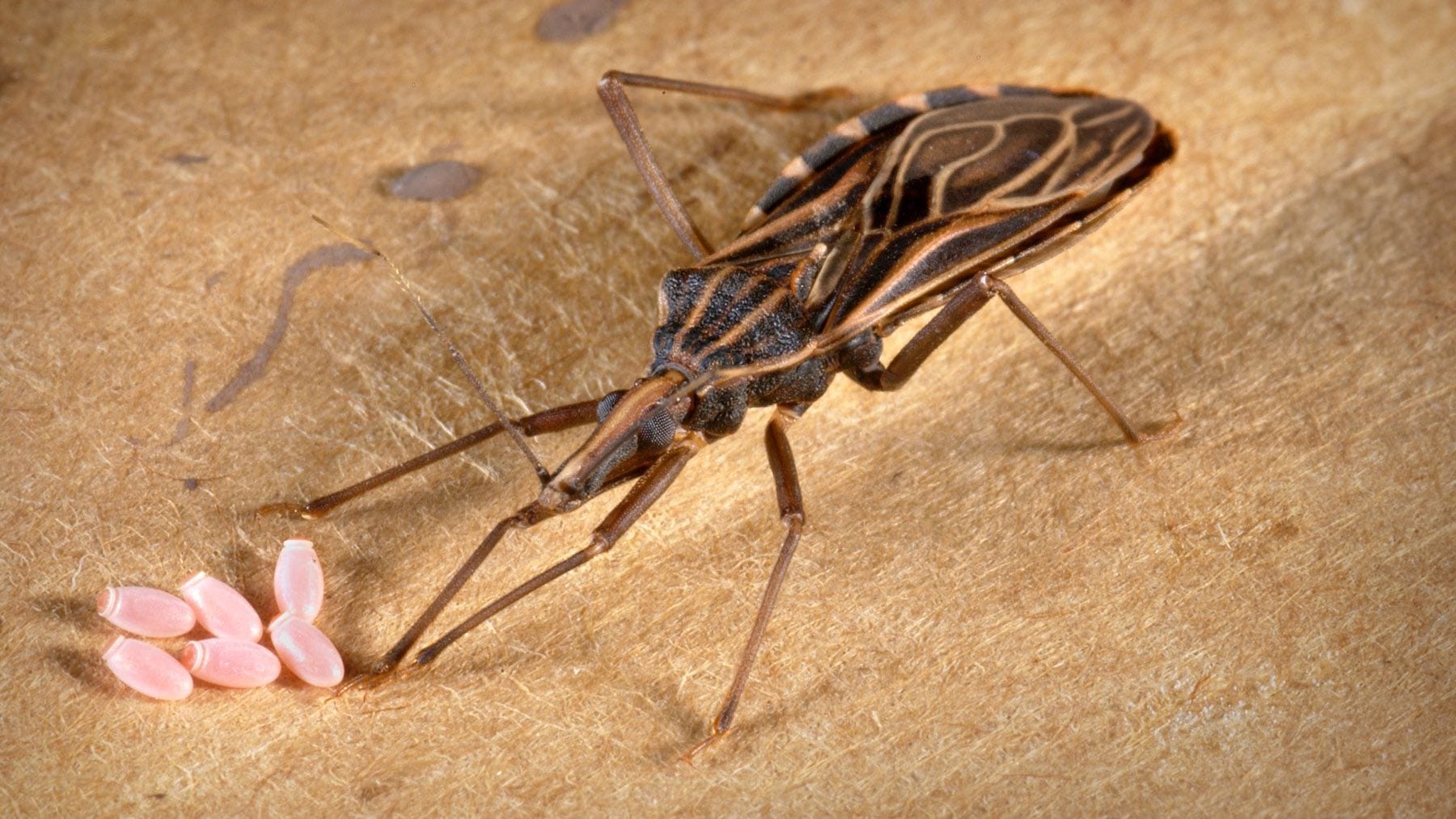 Chagas Disease More Prevalent in US Than Thought MIT Scope
