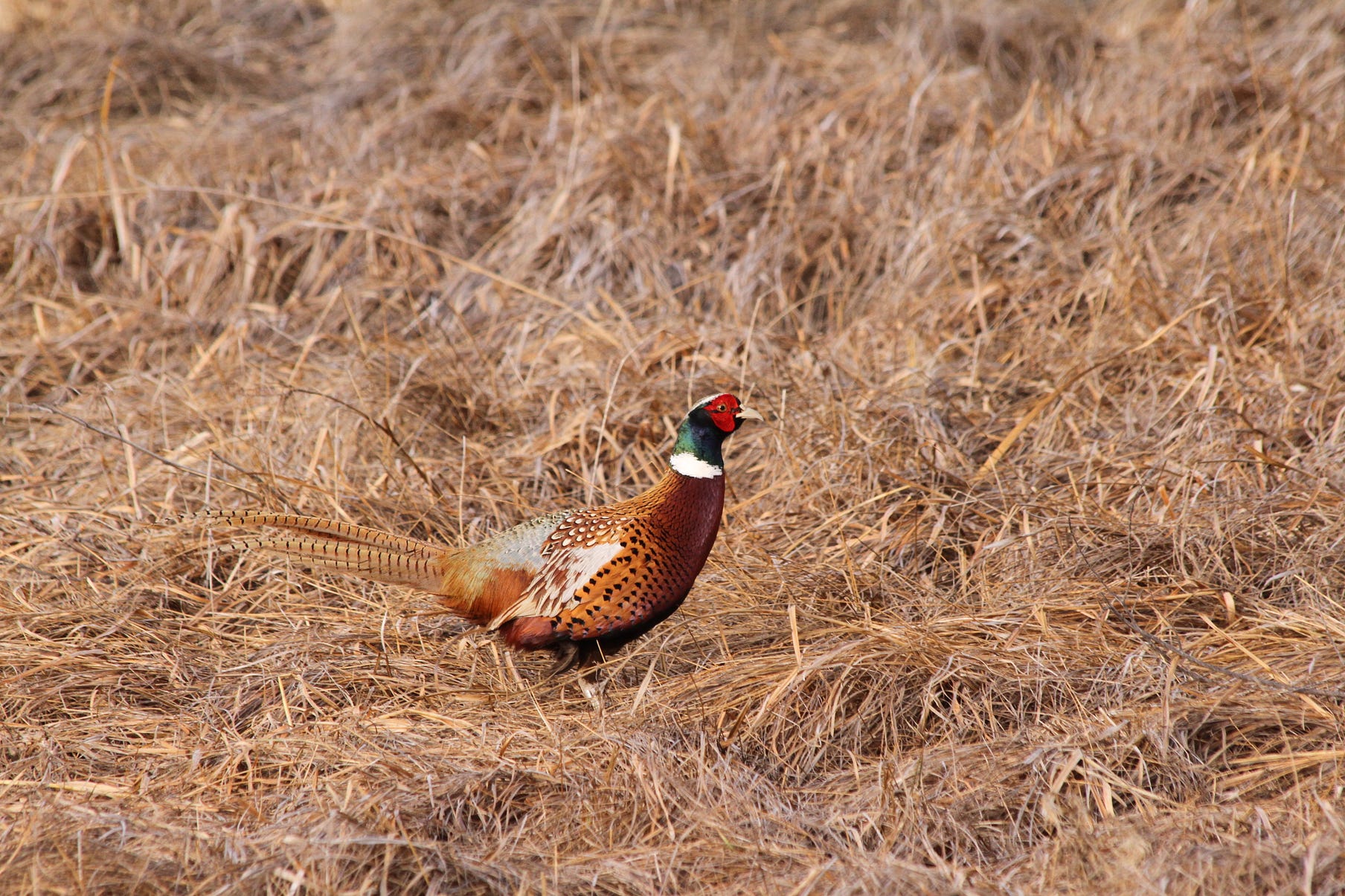 All about Washington pheasant by WDFW Medium