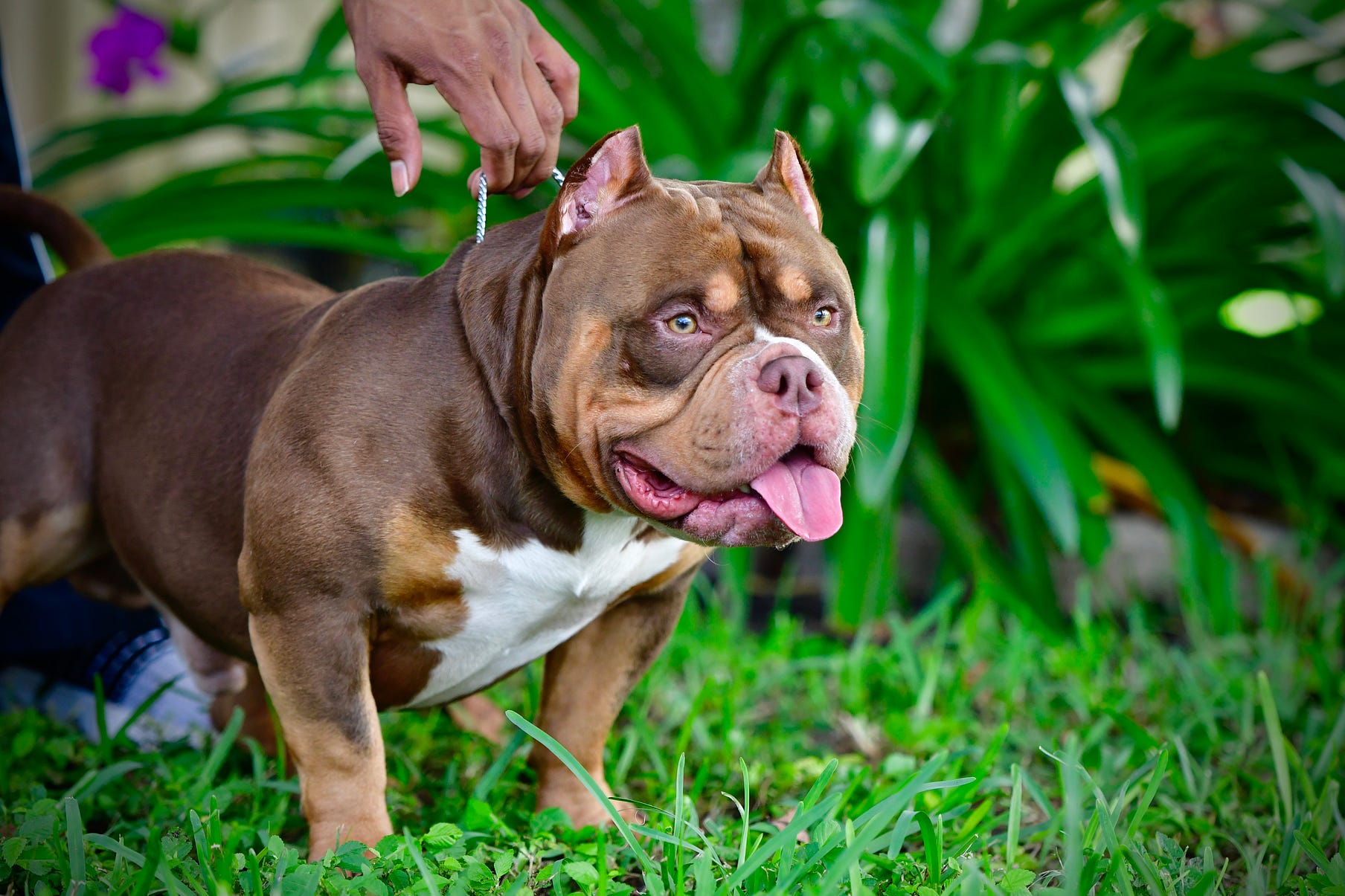 THE INCREDIBLE COLORS OF THE AMERICAN BULLY BREED Venomline