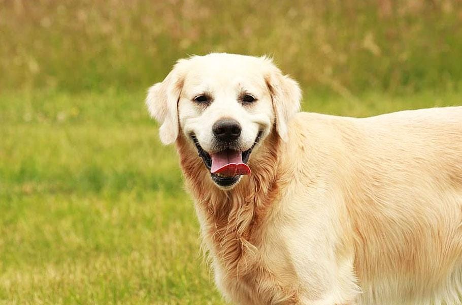 14 best dog breeds that are catfriendly by Pettsie Jul, 2020 Medium